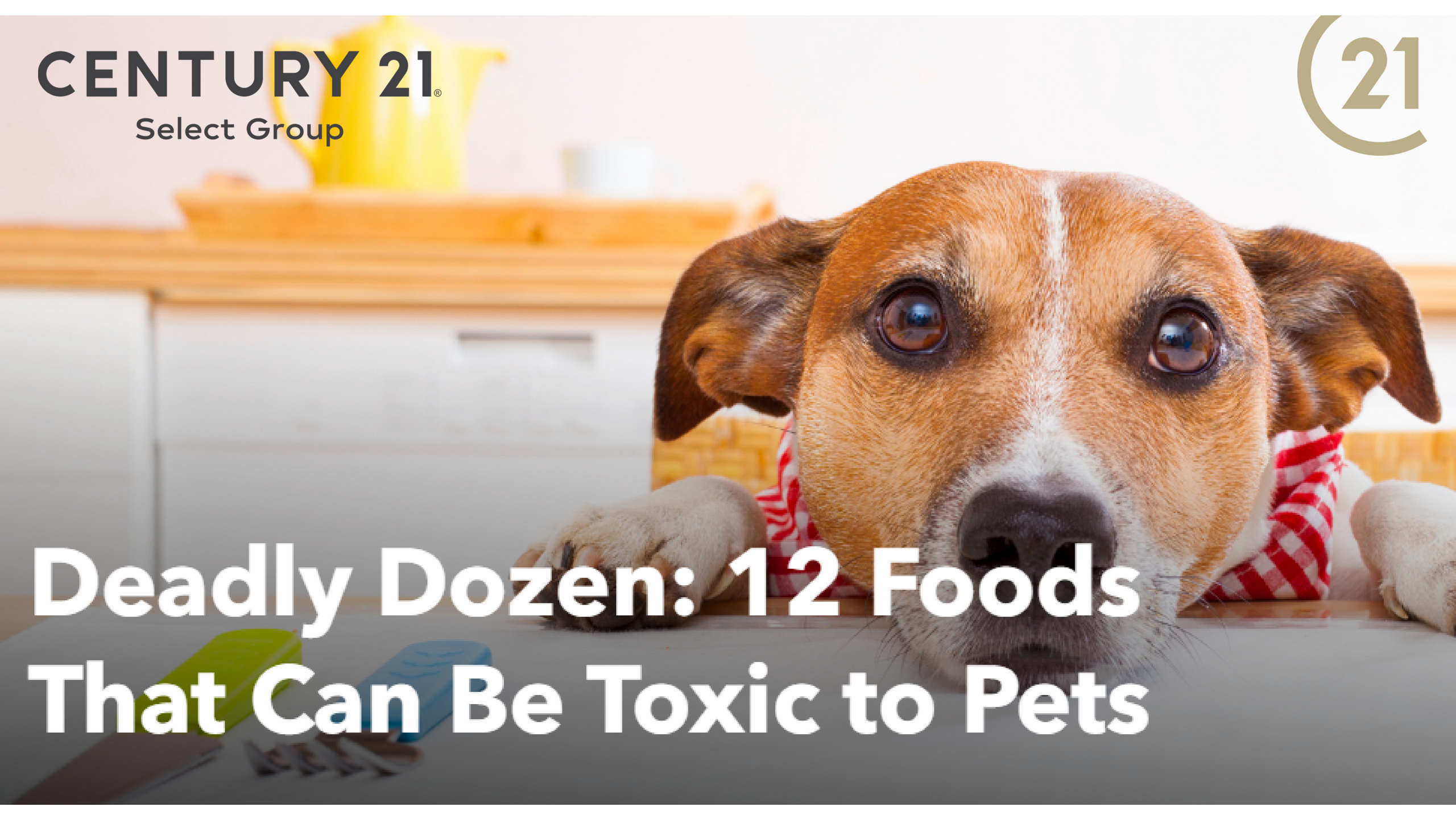 Deadly Dozen: 12 Foods That Can Be Toxic to Pets