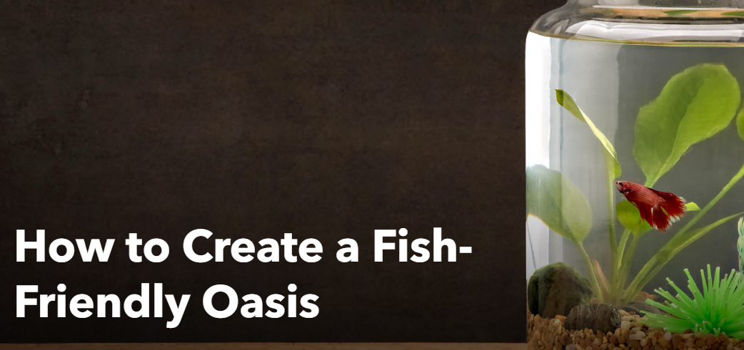 How to Create a Fish-Friendly Oasis