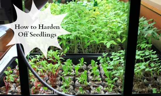 Hardening Off Indoor Grown Plants From Seed