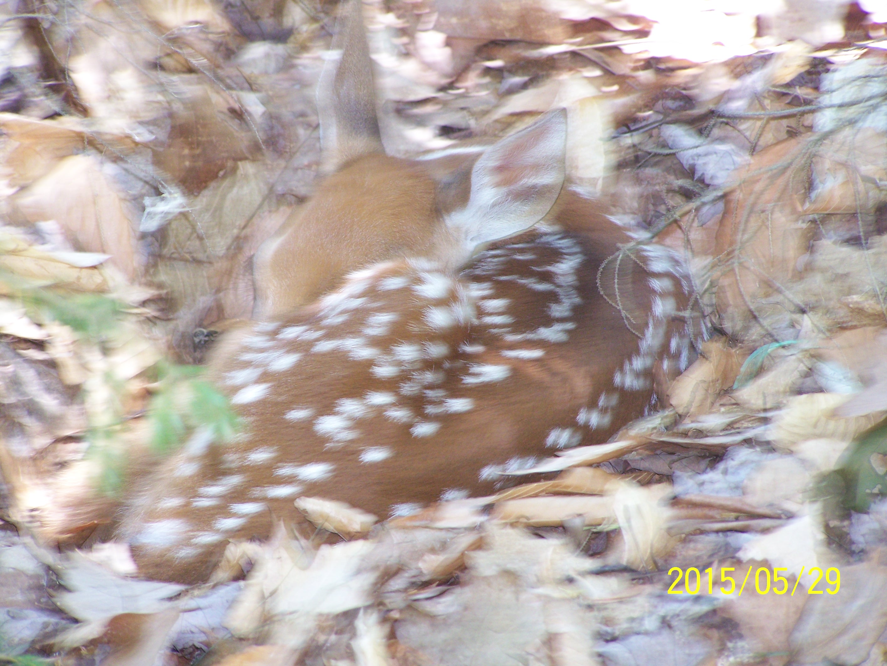 Look what we found in our yard today...a day old fawn...