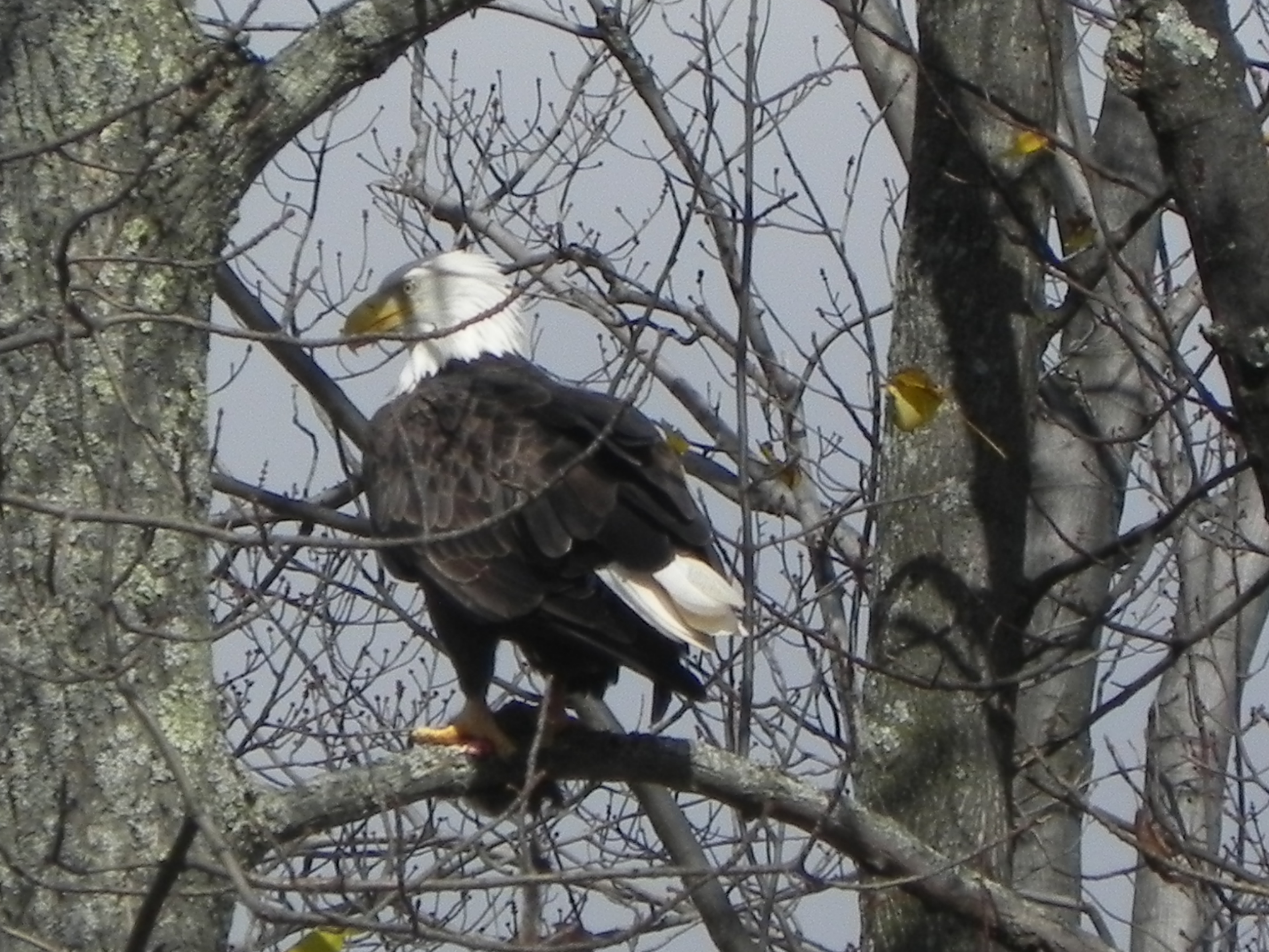 Bald Eagles in The Hideout...