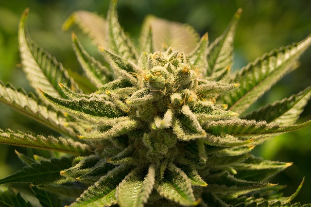 Landlords Want to Prohibit Tenants from Growing Marijuana