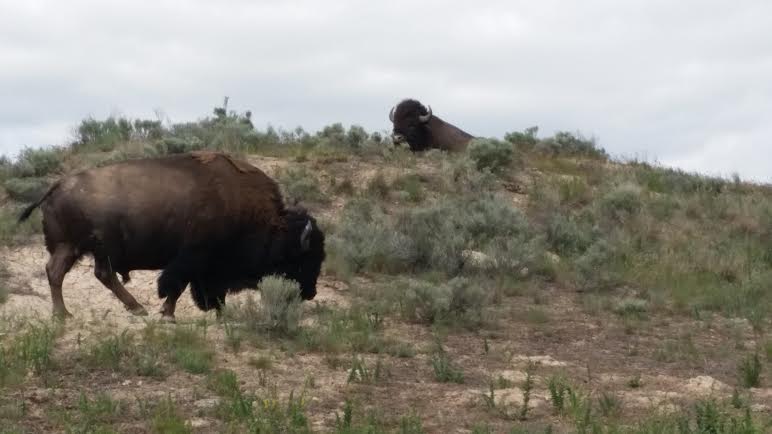 Bison at the Bison Range