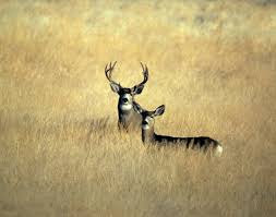 Opening day for East River Deer Rifle Season is getting Close!