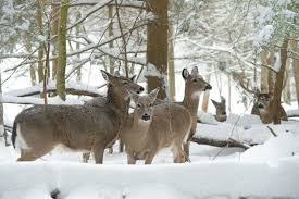 East River Deer Hunting Opens Back Up This Weekend.